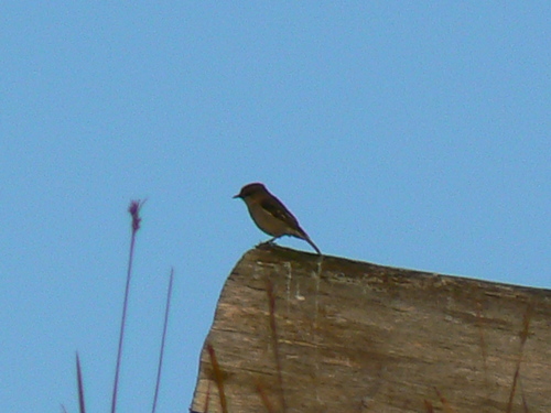 Dusky Robin (Melanodryas vittata), photo 7