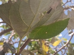 Phylloptera