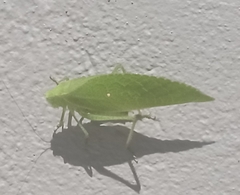 Phylloptera