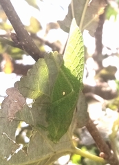 Phylloptera