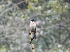 Pycnonotus xanthorrhous