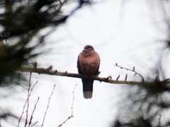 Streptopelia orientalis