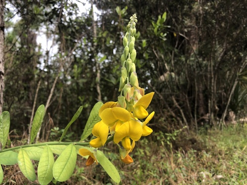Rattleweed