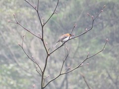 Hemixos castanonotus