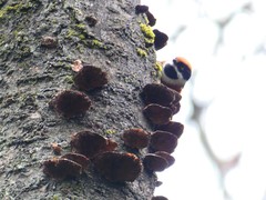 Aegithalos concinnus