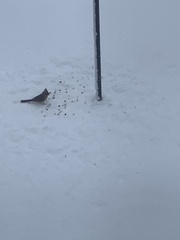 Cardinalis cardinalis