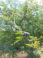 Sternocera orissa orissa