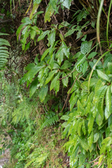 Rhynchotechum ellipticum