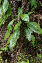 Rhynchotechum ellipticum