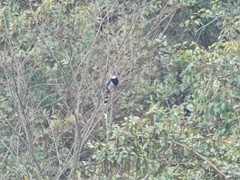 Urocissa erythroryncha