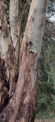 Angiospermae