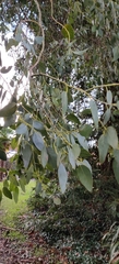 Angiospermae