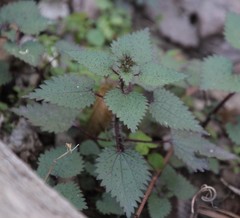 Urtica chamaedryoides