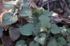 Urtica chamaedryoides