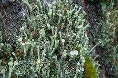 Cladonia deformis