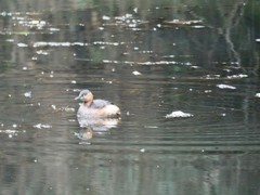 Tachybaptus ruficollis