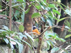 Phoenicurus auroreus