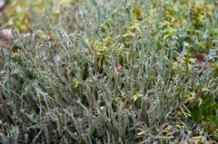 Cladonia cenotea