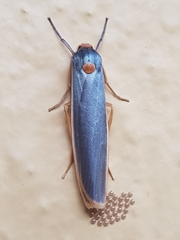 Sozusa scutellata