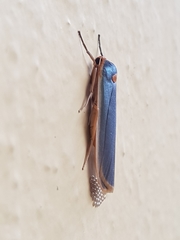 Sozusa scutellata