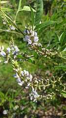 Otholobium glandulosum