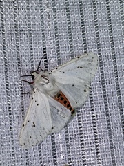 Spilosoma punctaria