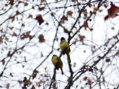 Spizixos semitorques