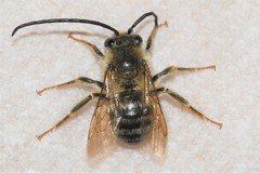 Eucera dubitata