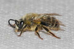 Eucera dubitata