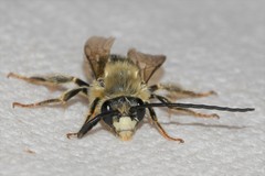 Eucera dubitata