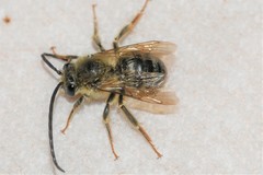 Eucera dubitata