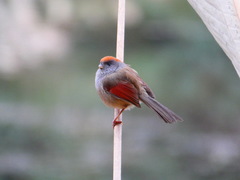 Sinosuthora alphonsiana