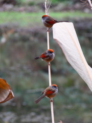 Sinosuthora alphonsiana