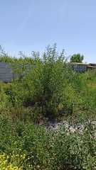 Otholobium glandulosum