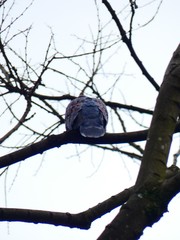 Streptopelia orientalis