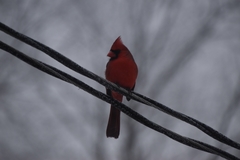 Cardinalis cardinalis