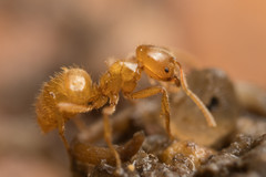 Acropyga acutiventris