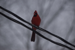 Cardinalis cardinalis