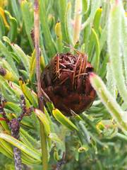 Protea canaliculata