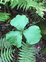 Trillium cernuum