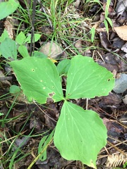 Trillium cernuum