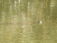 Pseudemys concinna concinna