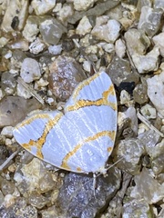 Ariolica argentea