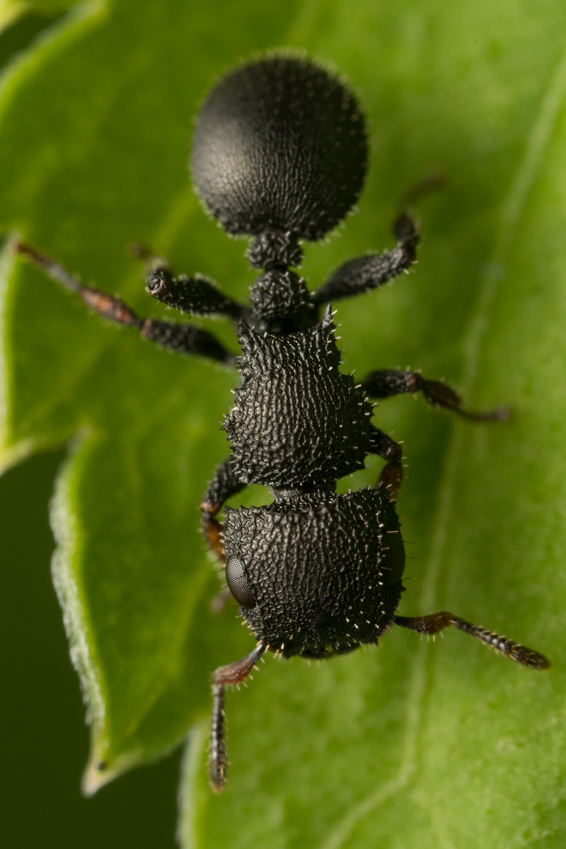 Cataulacus granulatus