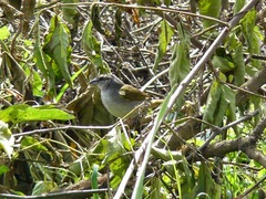 Arremonops conirostris