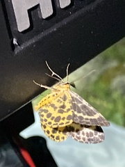 Arichanna melanaria