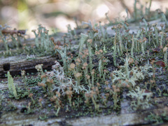 Cladonia botrytes