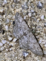 Hypomecis punctinalis