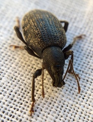 Otiorhynchus aurifer