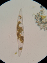 Bacillariophyceae